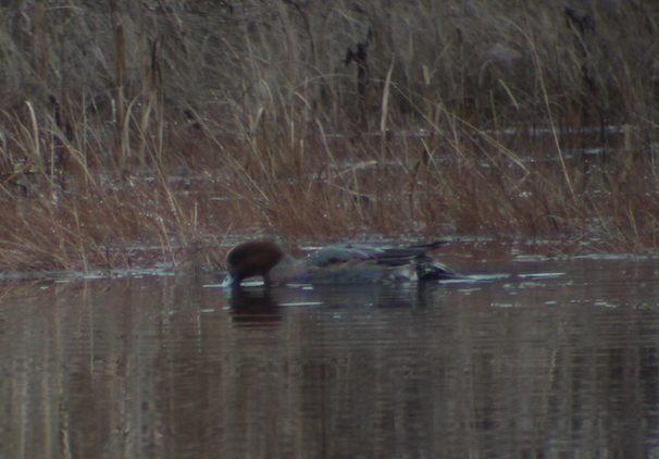 Eurasian Wigeon - ML22295521