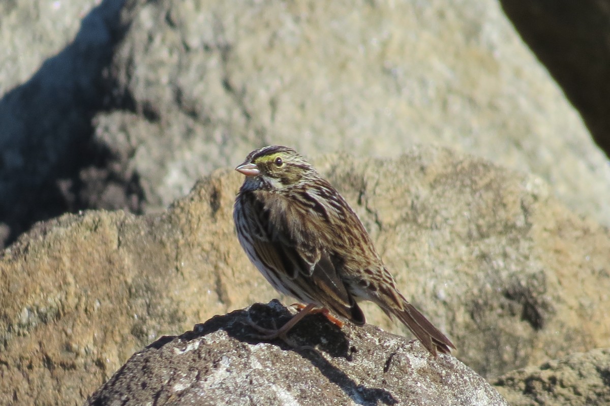 Savannah Sparrow - ML222955421