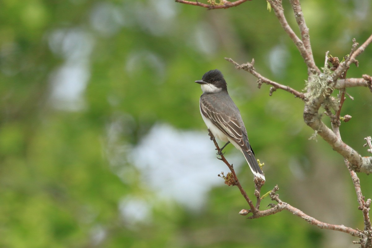 Eastern Kingbird - ML222957621