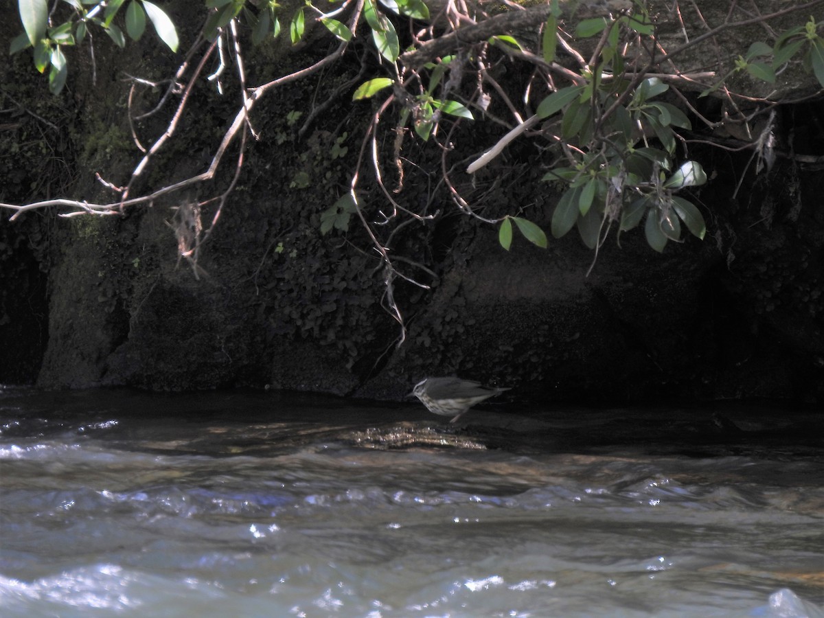 Louisiana Waterthrush - ML222958241