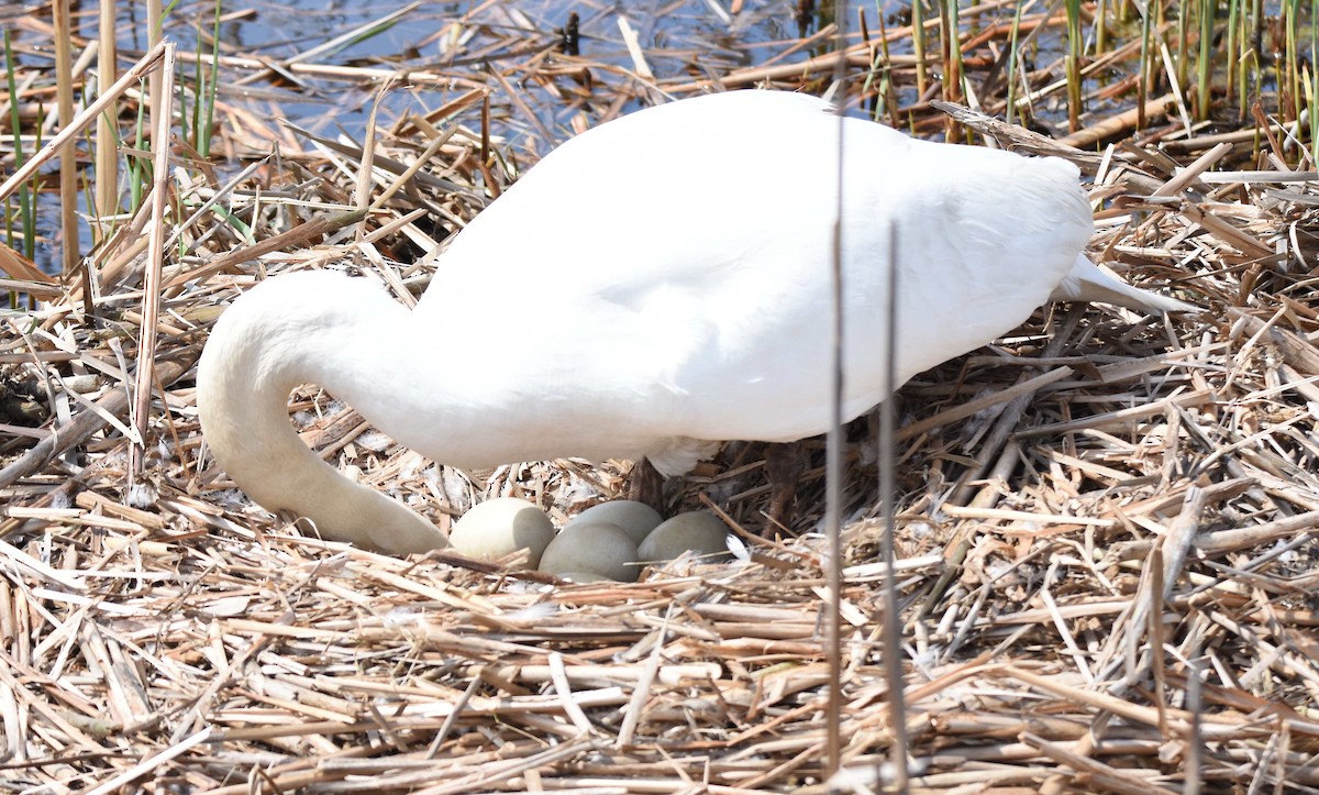 Mute Swan - ML222958431