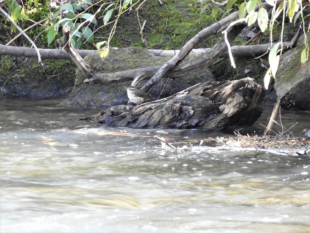 Louisiana Waterthrush - ML222960451
