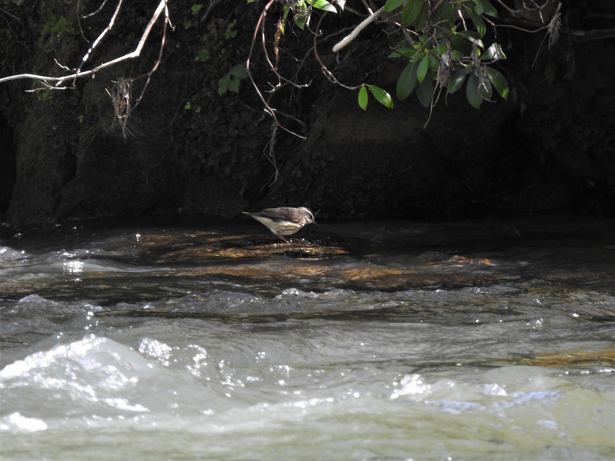 Louisiana Waterthrush - ML222961511