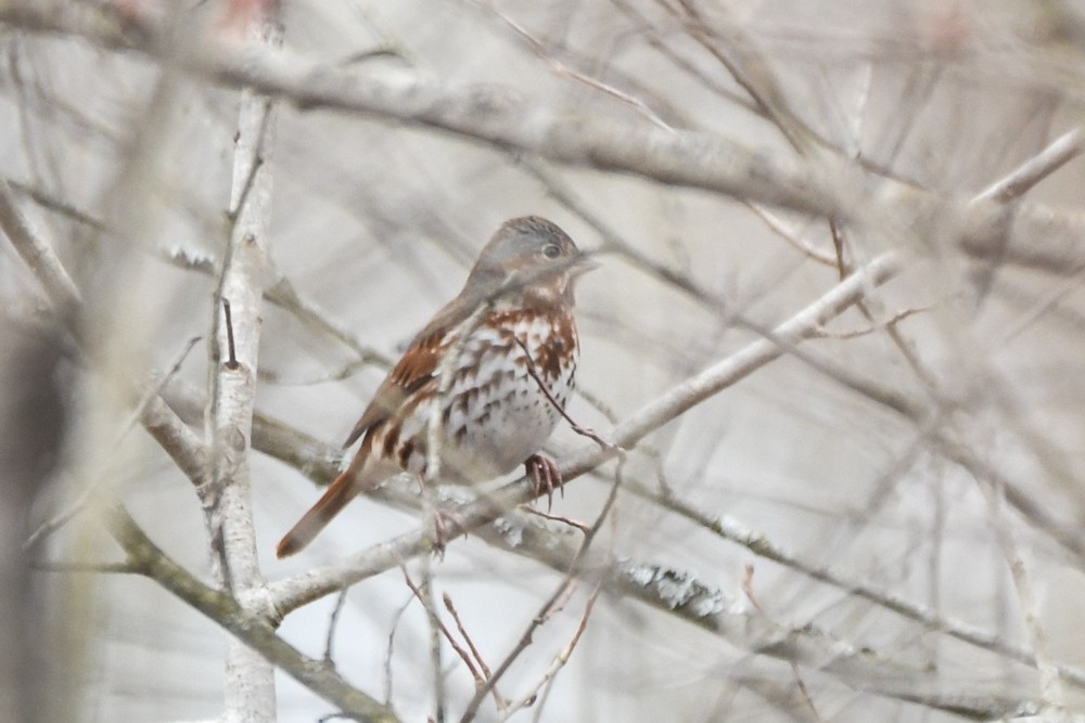 Fox Sparrow - ML222962051