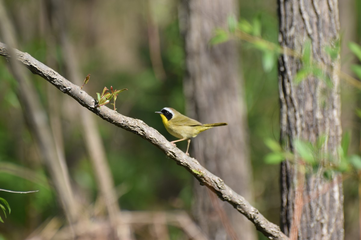 Common Yellowthroat - ML222962441
