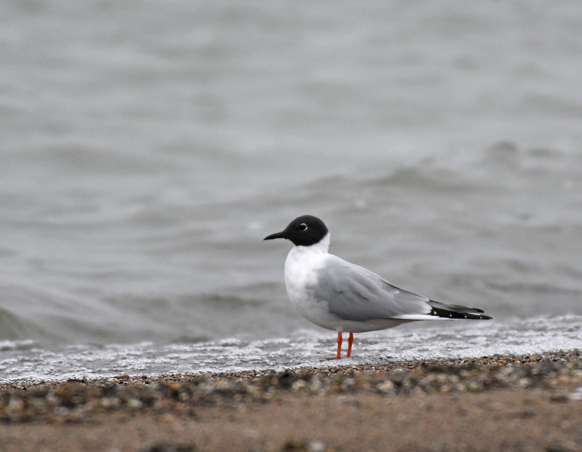 Bonaparte's Gull - HEMANT KISHAN