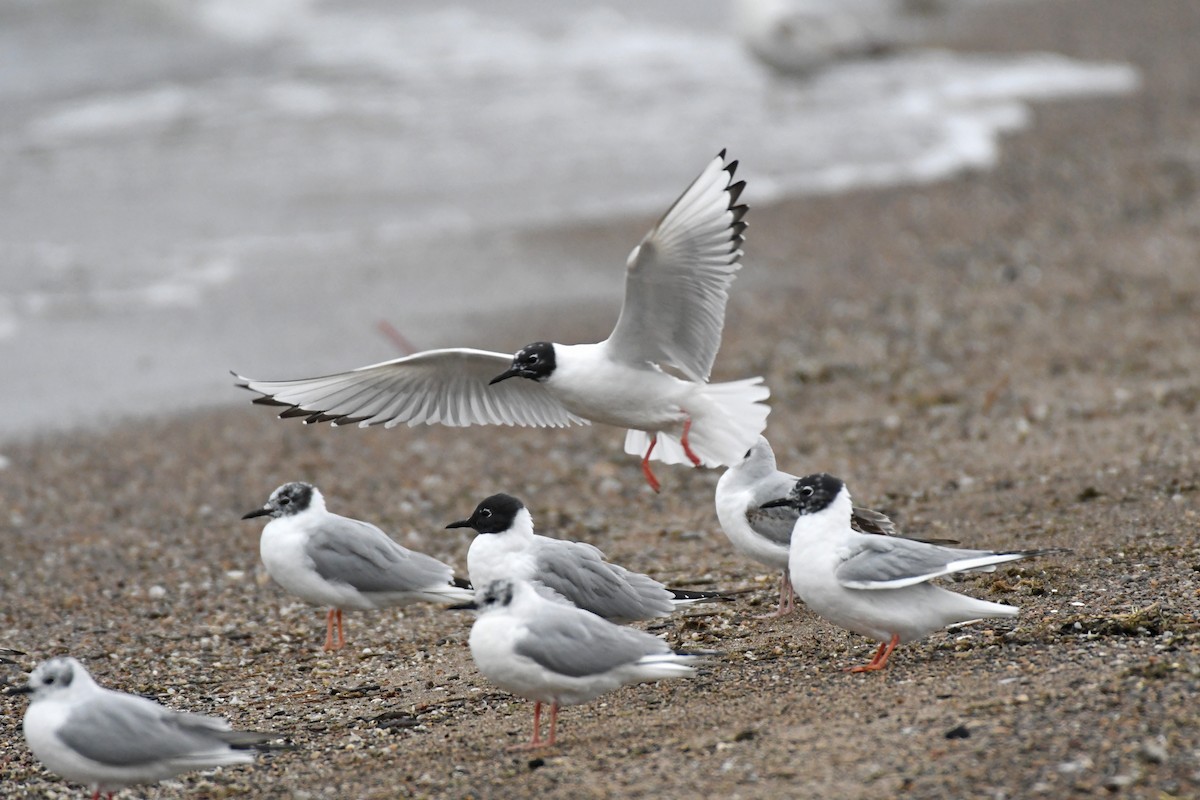 Bonaparte's Gull - HEMANT KISHAN