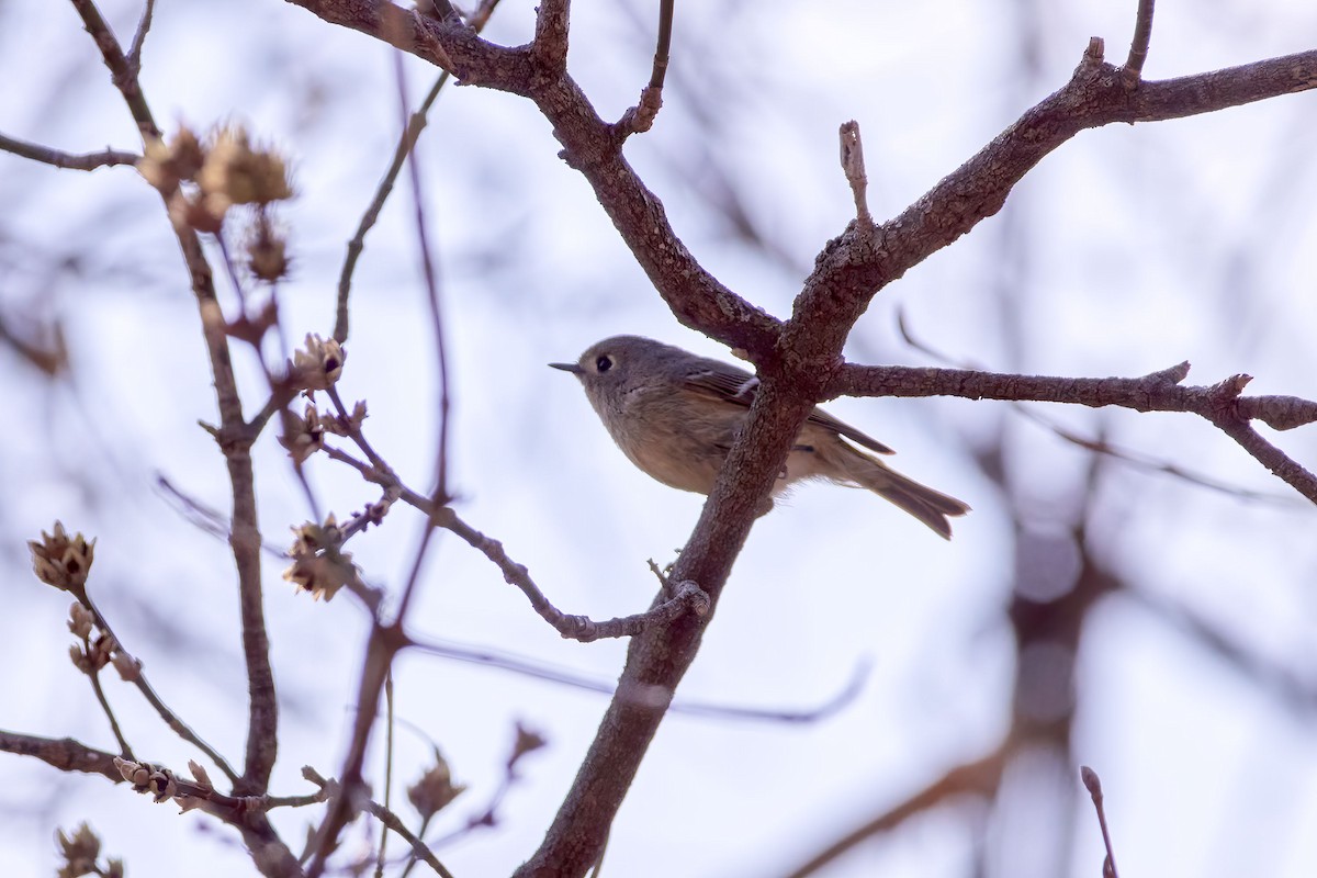 Ruby-crowned Kinglet - ML222964431