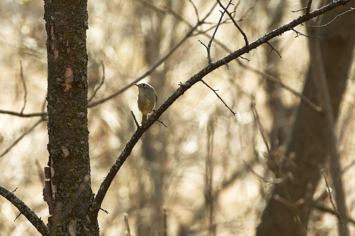 Ruby-crowned Kinglet - ML222964811