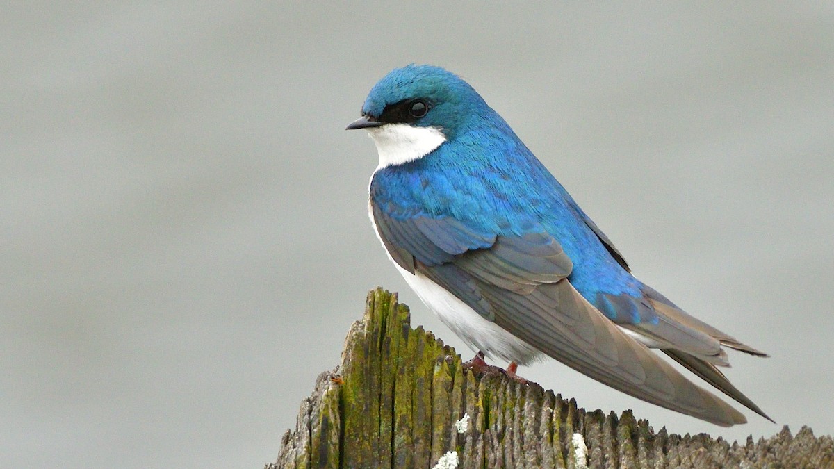 Tree Swallow - ML222965021