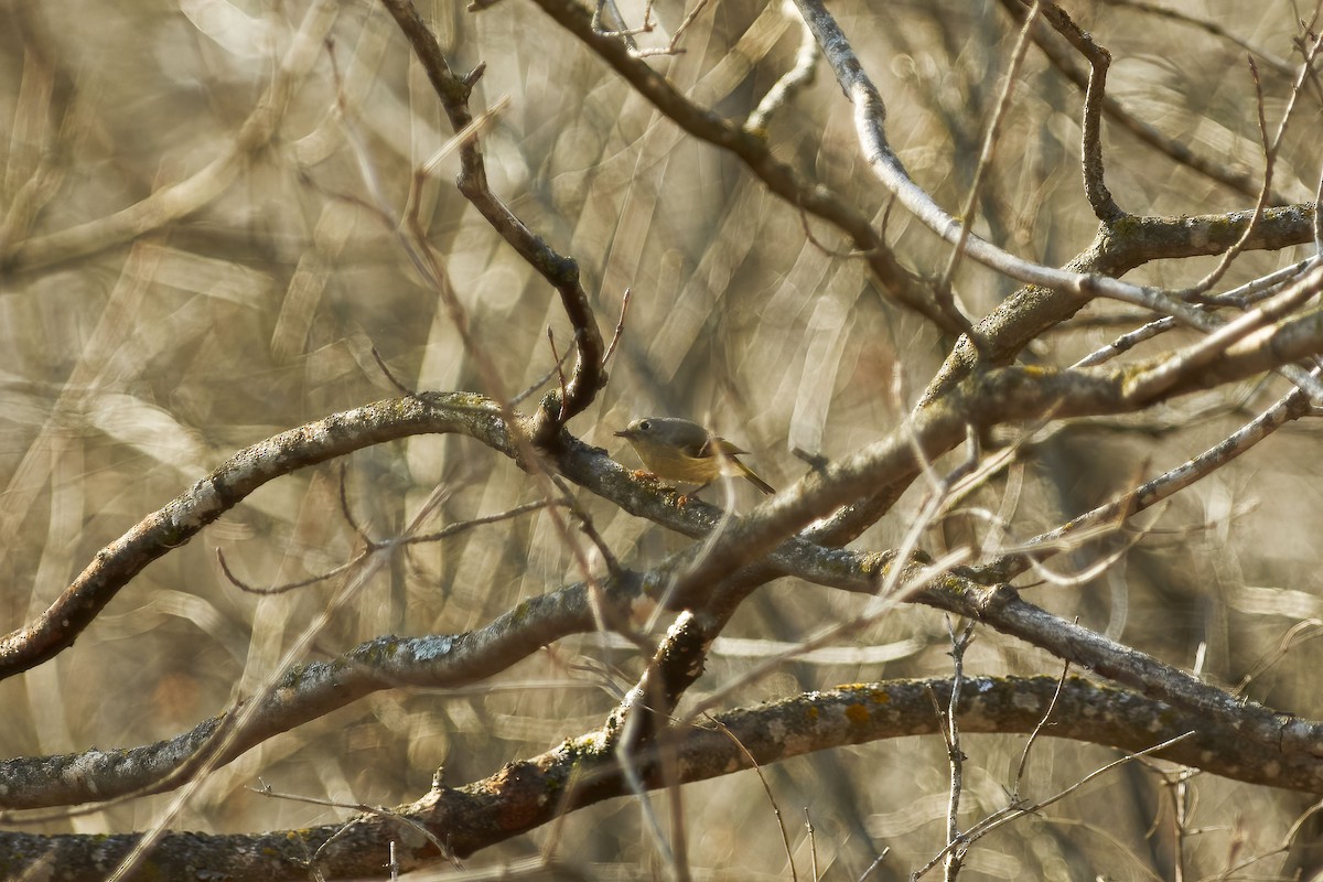 Ruby-crowned Kinglet - ML222965161