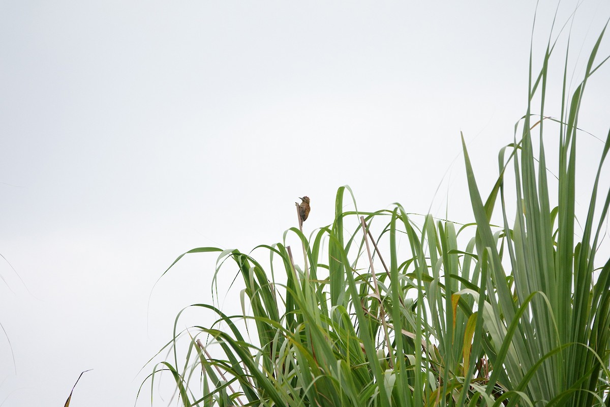 Little Woodpecker - ML222965221