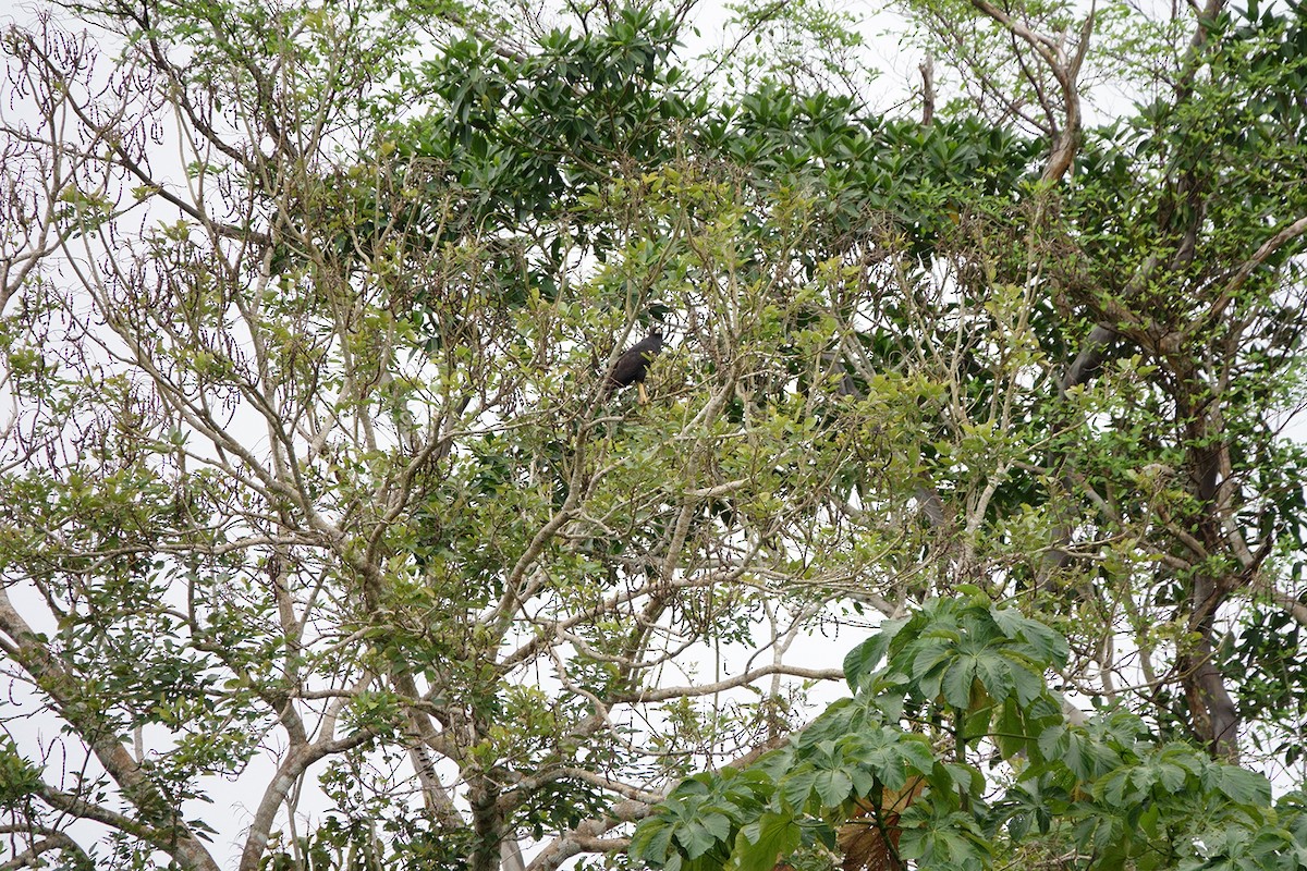 Great Black Hawk - ML222965251