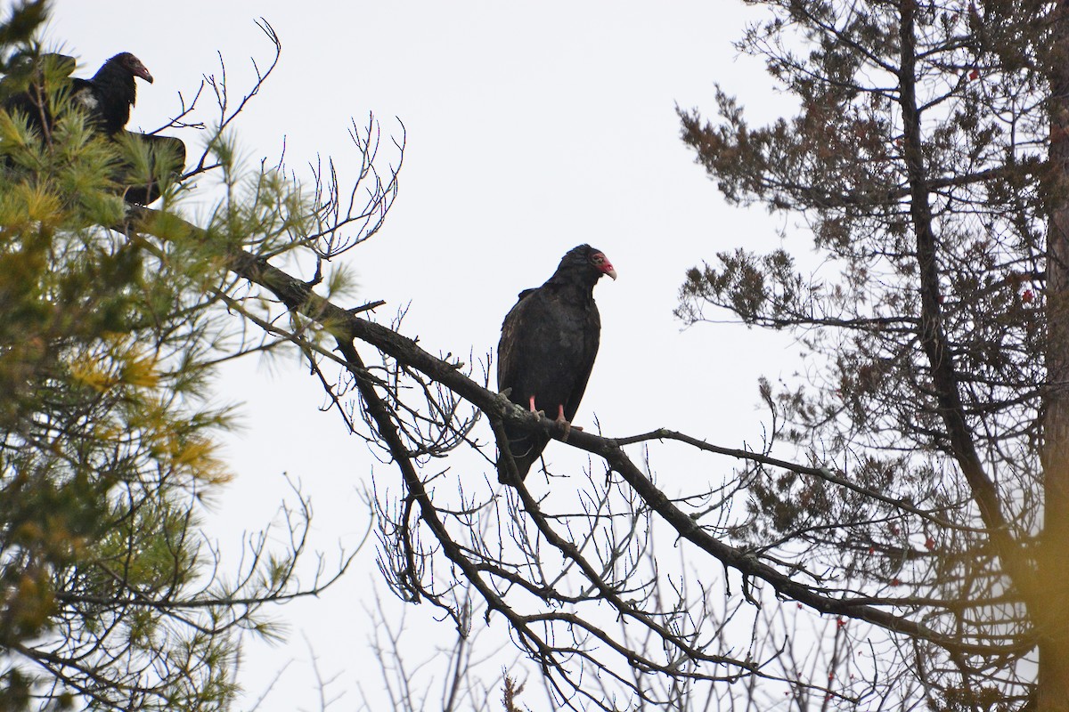 Urubu à tête rouge (aura/septentrionalis) - ML22296611