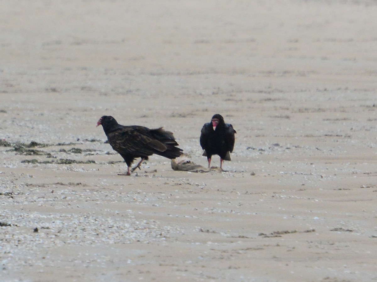 Turkey Vulture (Northern) - James Barber