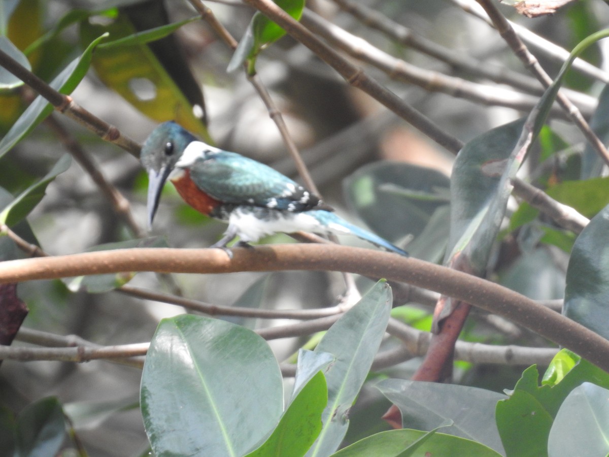 Green Kingfisher - ML222966561