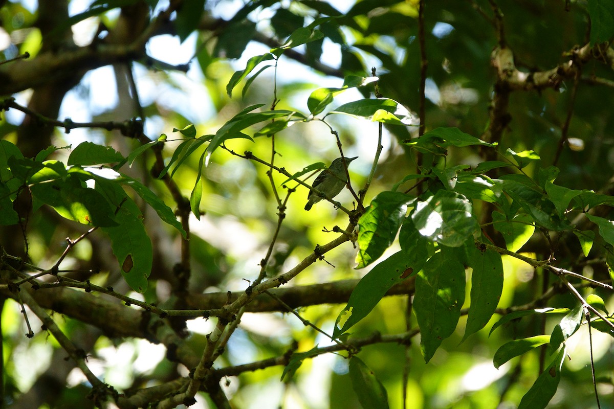 Leaden Antwren - ML222966631