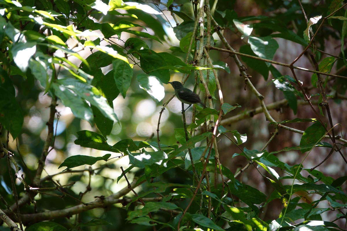 Leaden Antwren - ML222966831