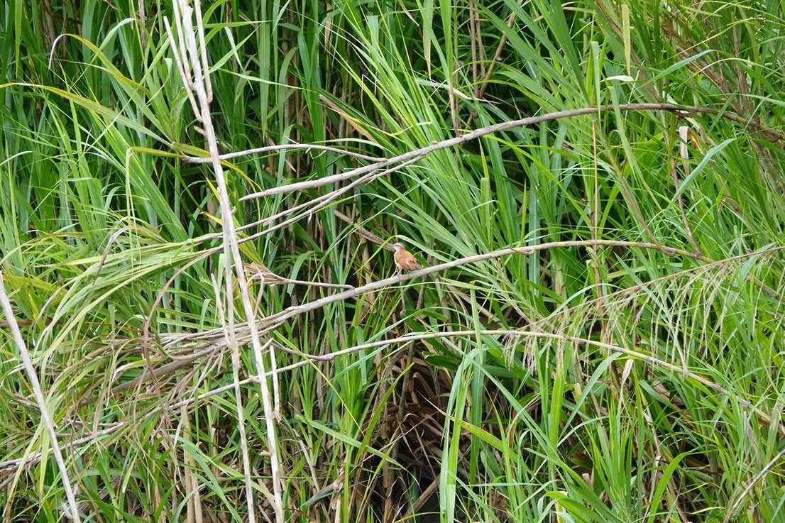 Lesser Hornero - ML222966861