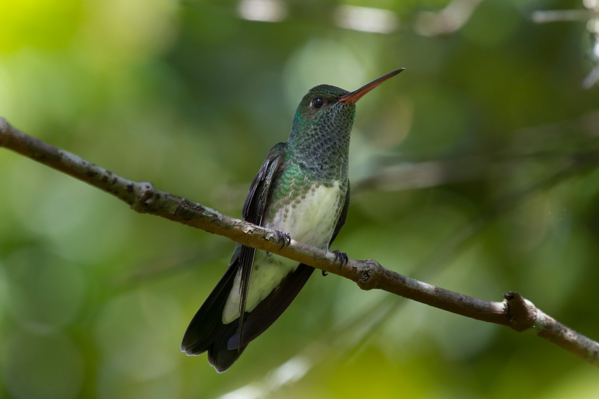 Glittering-throated Emerald - ML222967151