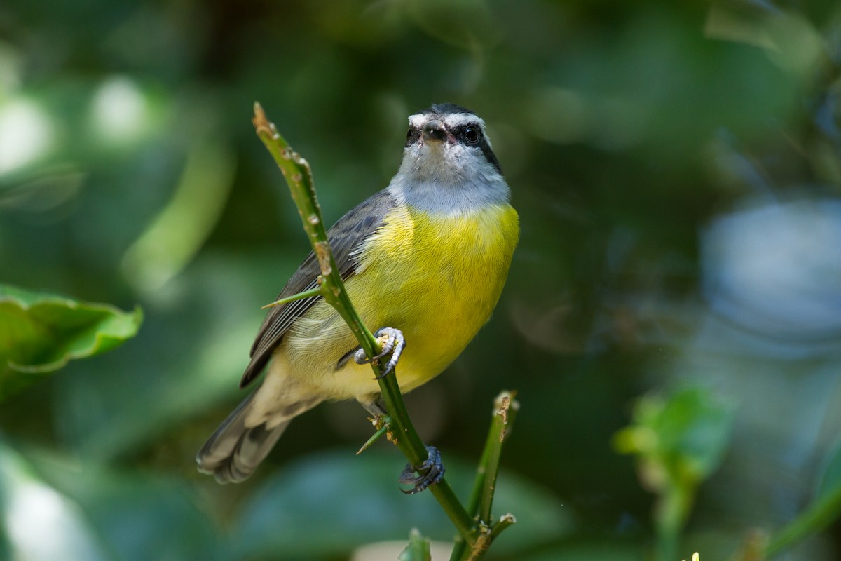 Sucrier à ventre jaune - ML222967281