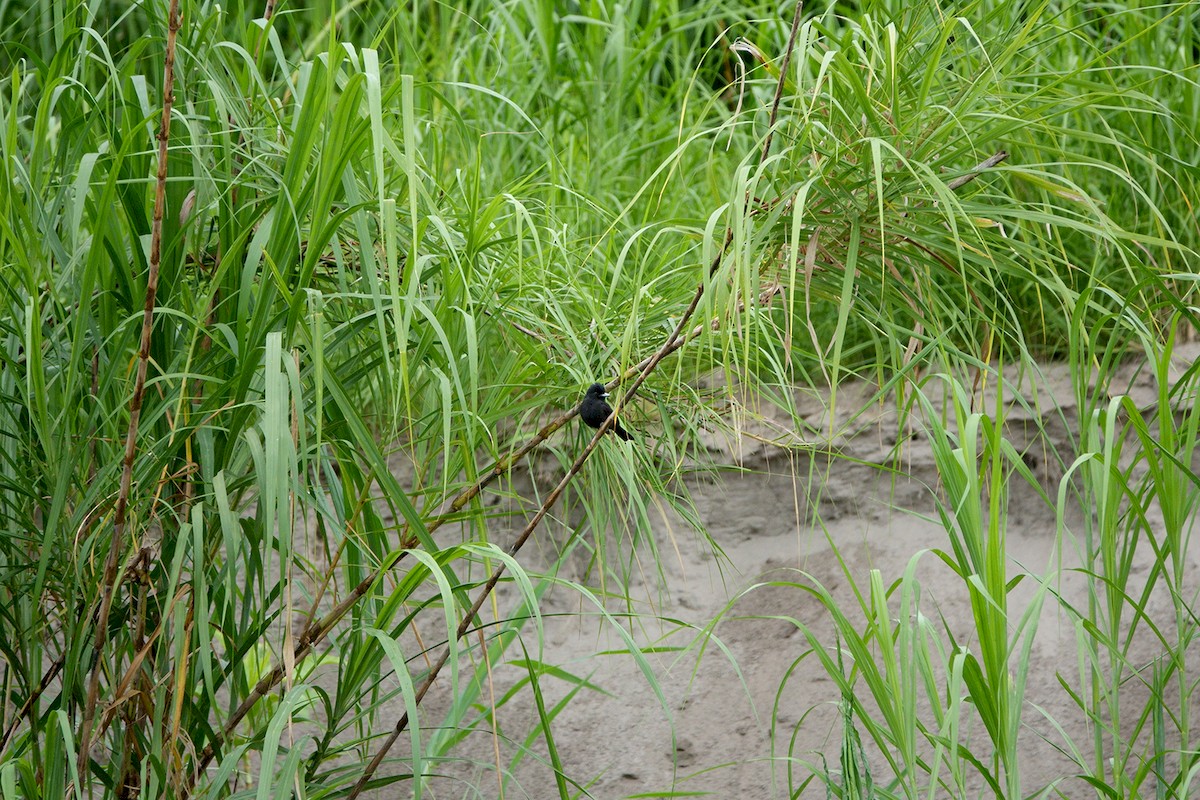 Riverside Tyrant - ML222967471