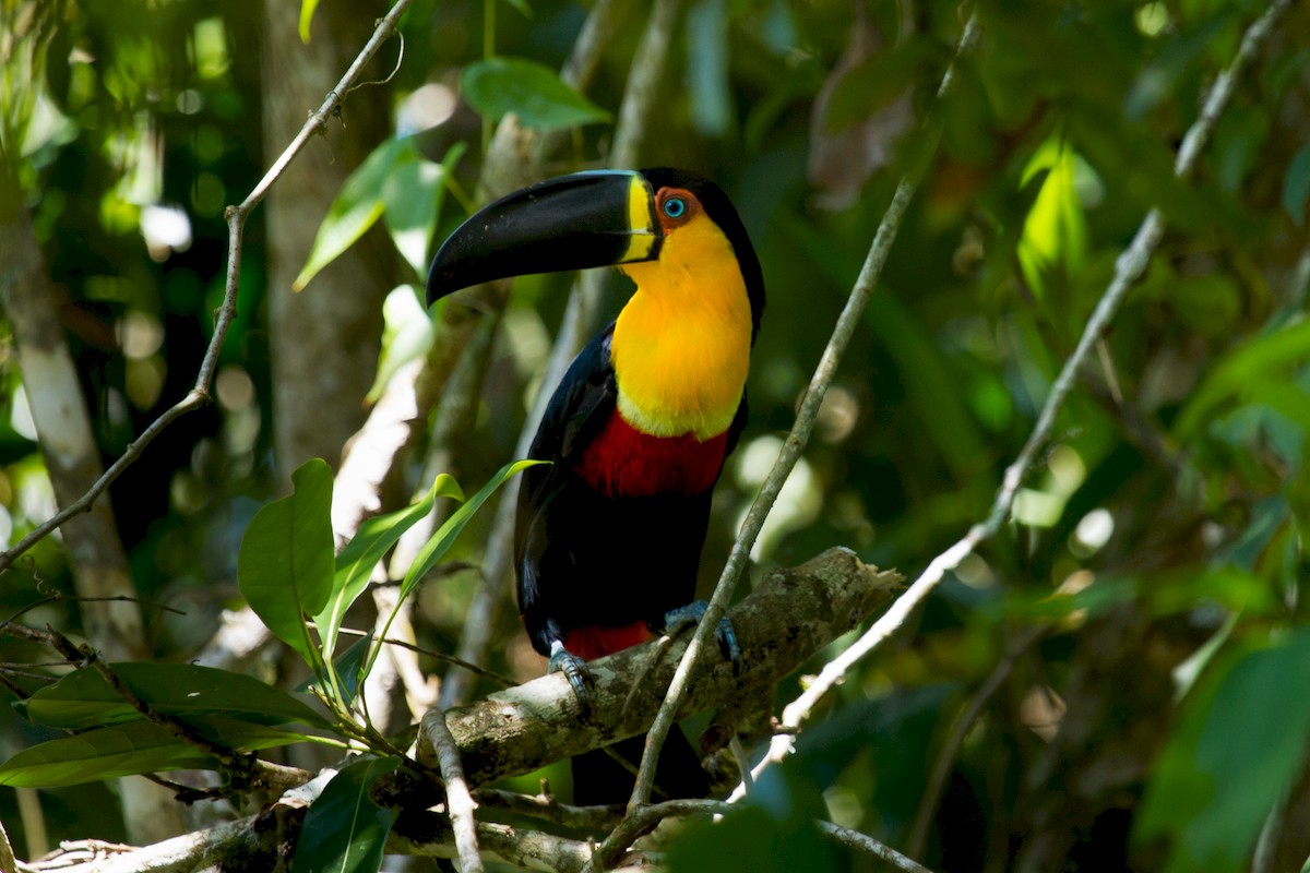 Toucan vitellin - ML222967641