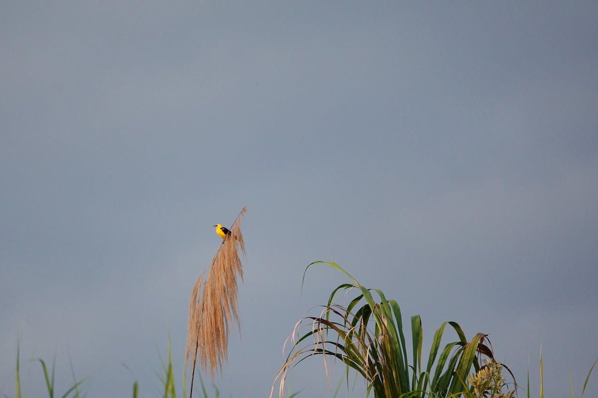 Oriole Blackbird - ML222967941