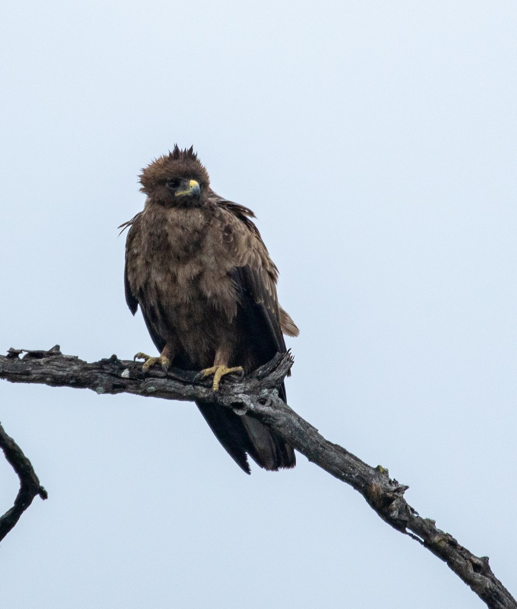 Wahlberg's Eagle - ML222967971