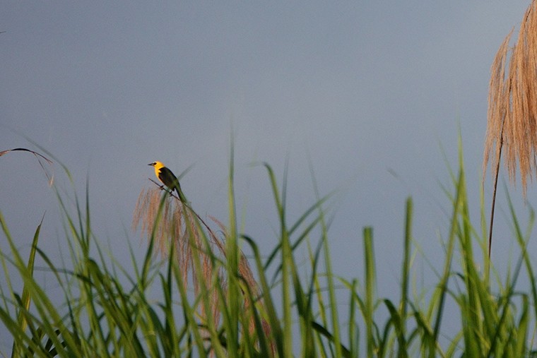 Yellow-hooded Blackbird - ML222968001