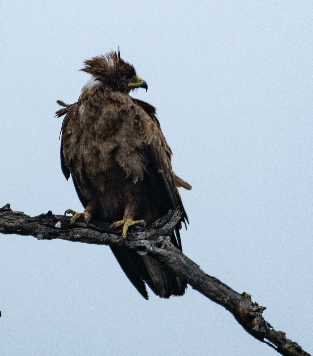 Wahlberg's Eagle - ML222968241