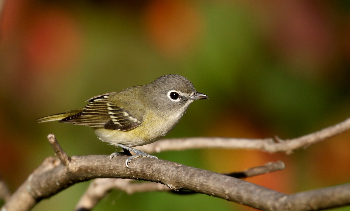 Blue-headed Vireo - Jay McGowan