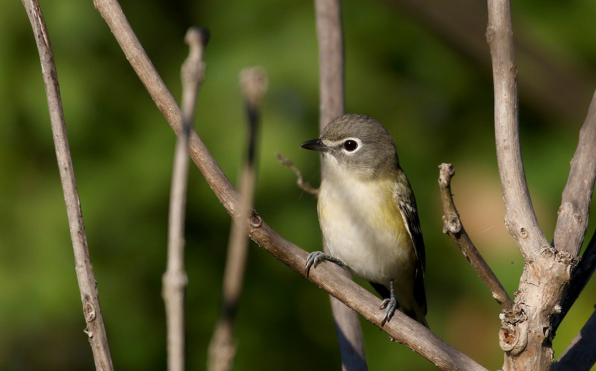 Blue-headed Vireo - ML222968591