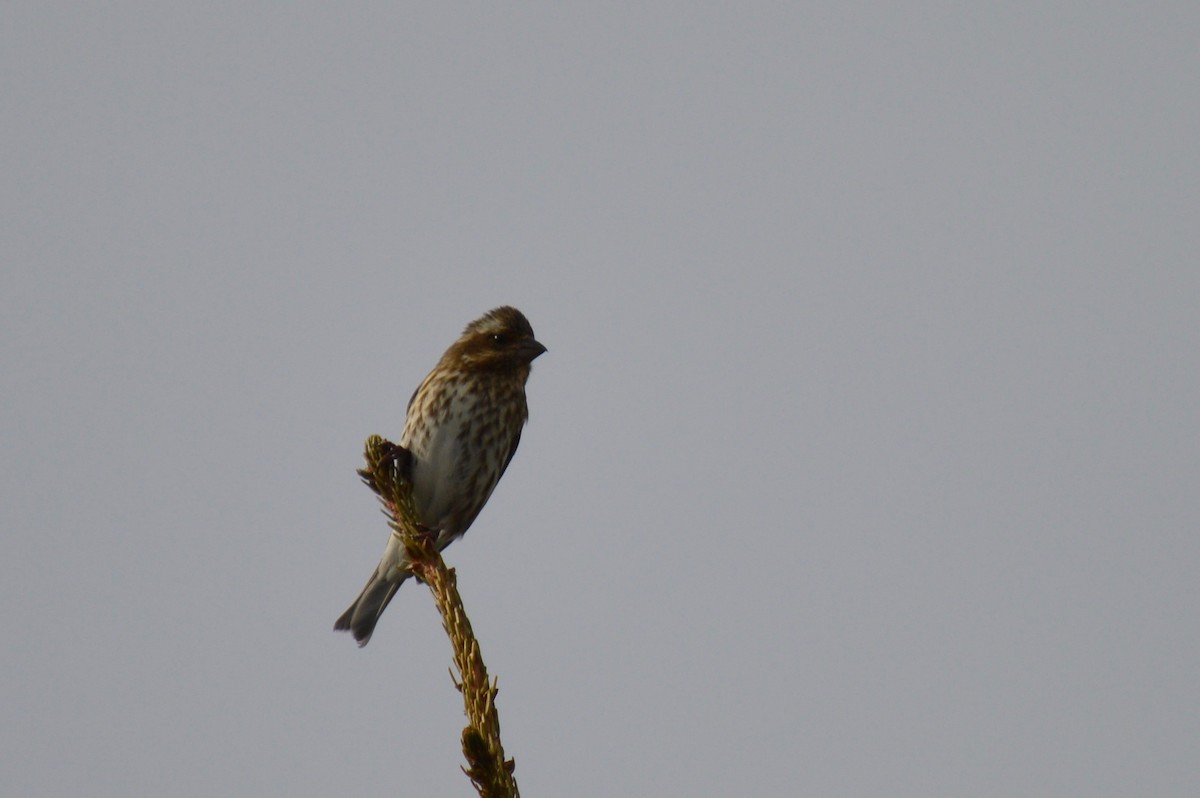 Purple Finch - ML222971101