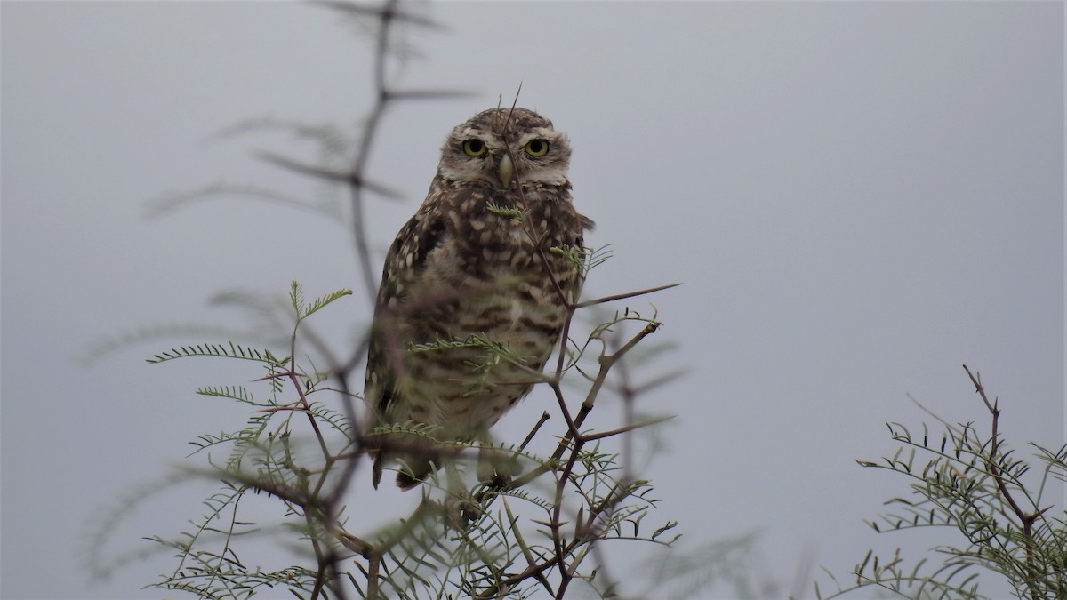 Burrowing Owl - ML222971691