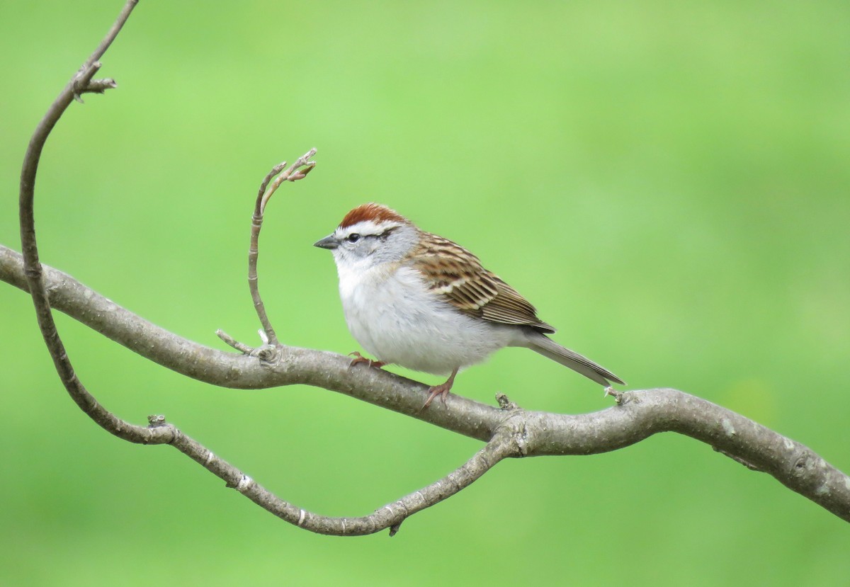 Chipping Sparrow - Keith Leonard