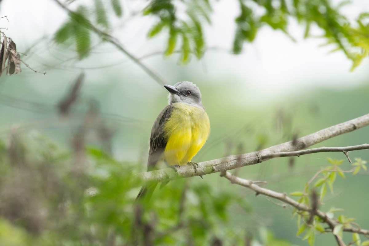 Tropical Kingbird - ML222974091