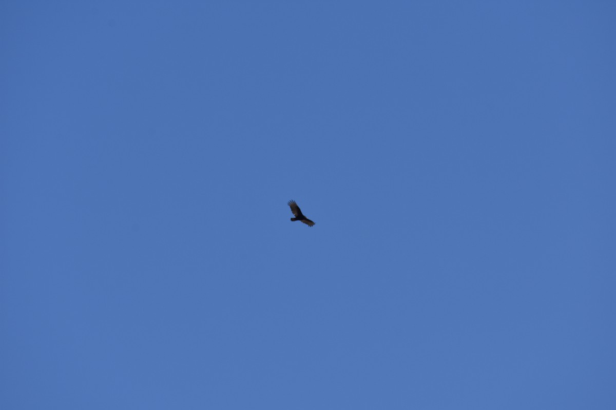 Turkey Vulture - Team Sidhu-White