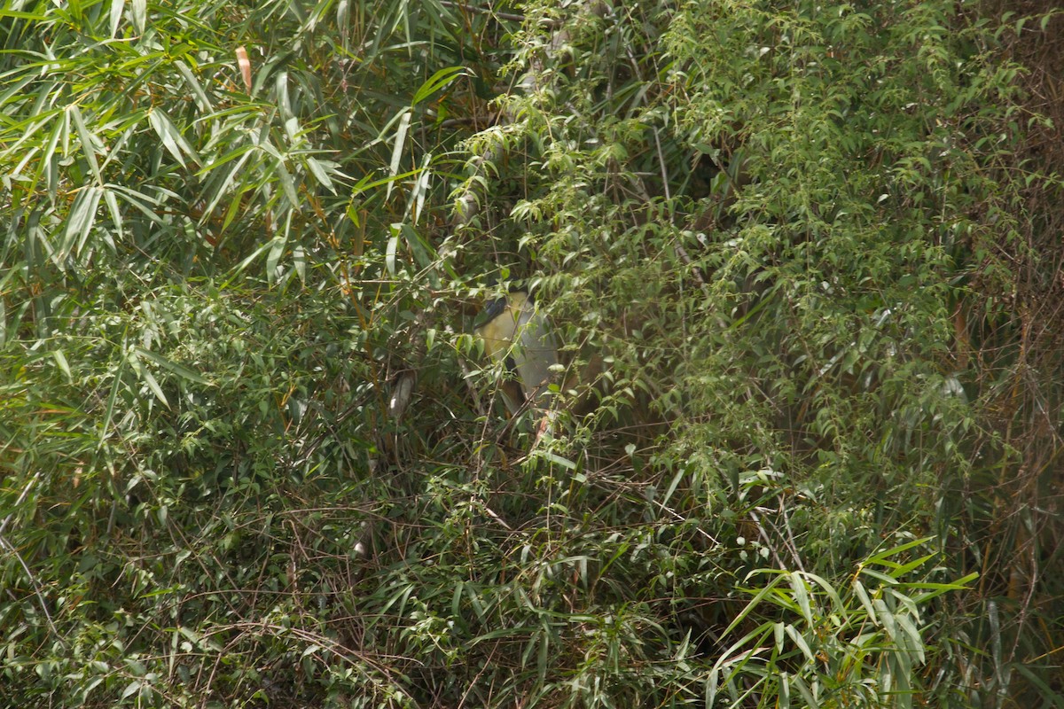 Boat-billed Heron - ML222975151