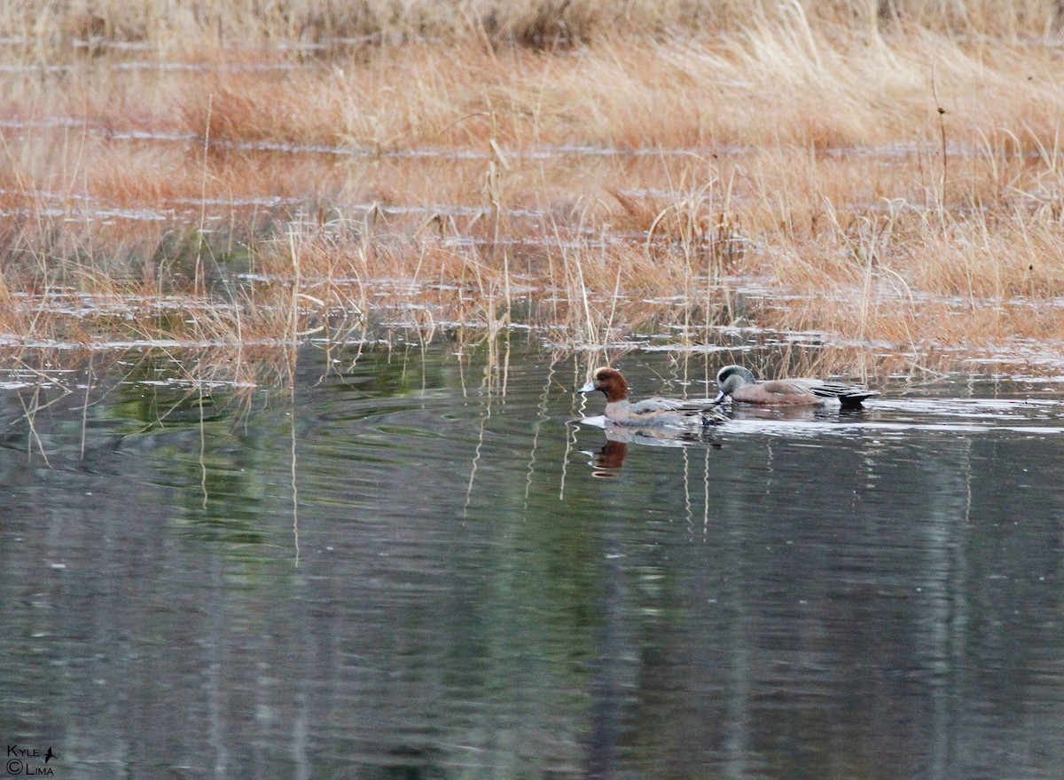 Eurasian Wigeon - Kyle Lima