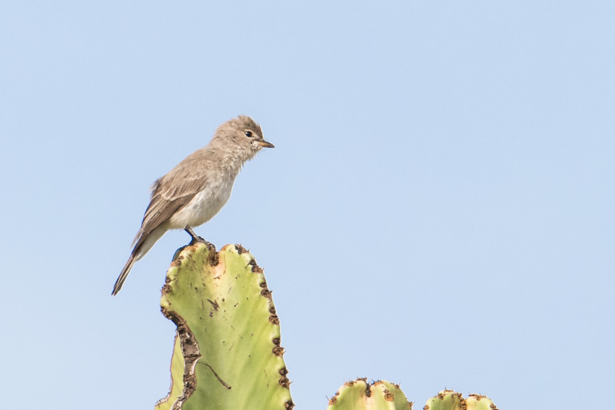 Gambaga Flycatcher - ML222976421