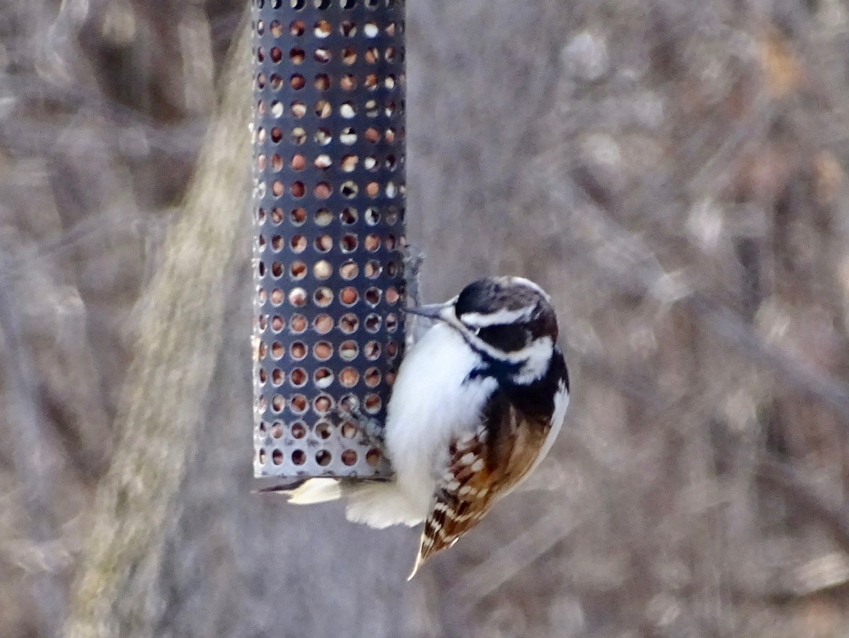 Hairy Woodpecker - ML222977841