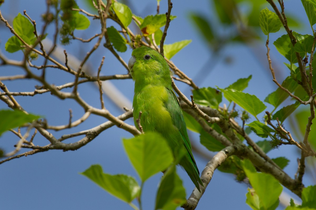 Blauflügel-Sperlingspapagei - ML222977951