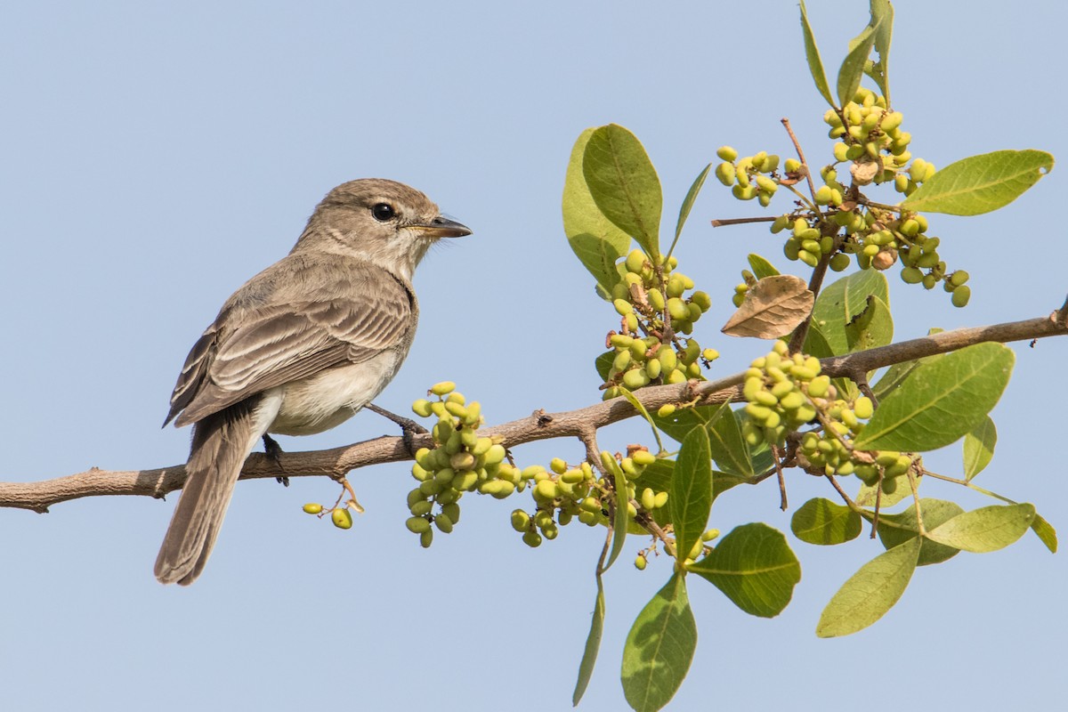 Gambaga Flycatcher - Peter  Steward