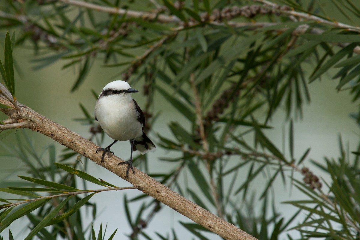 Masked Water-Tyrant - ML222978341