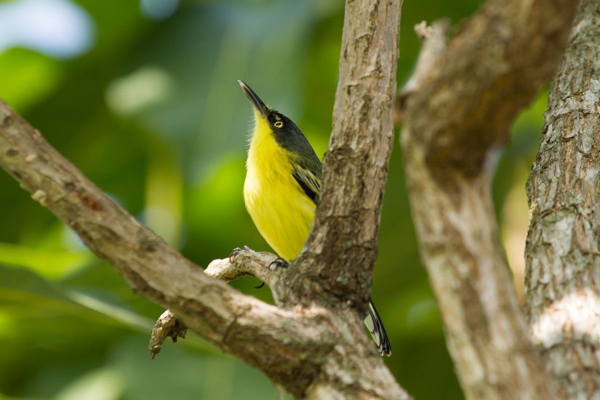 Common Tody-Flycatcher - ML222978381