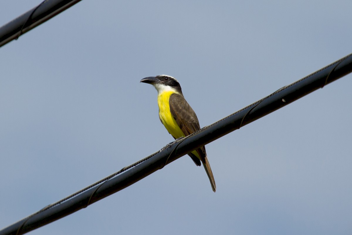 Boat-billed Flycatcher - ML222978531