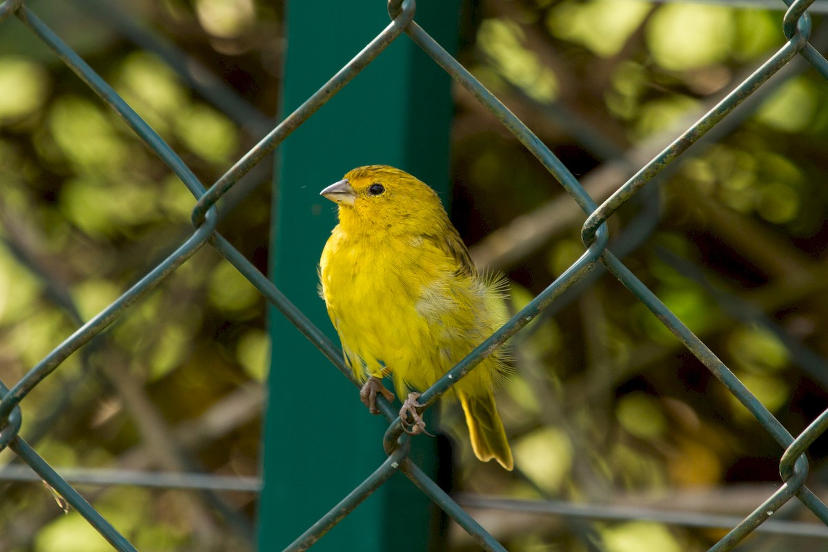 Saffron Finch - ML222978671