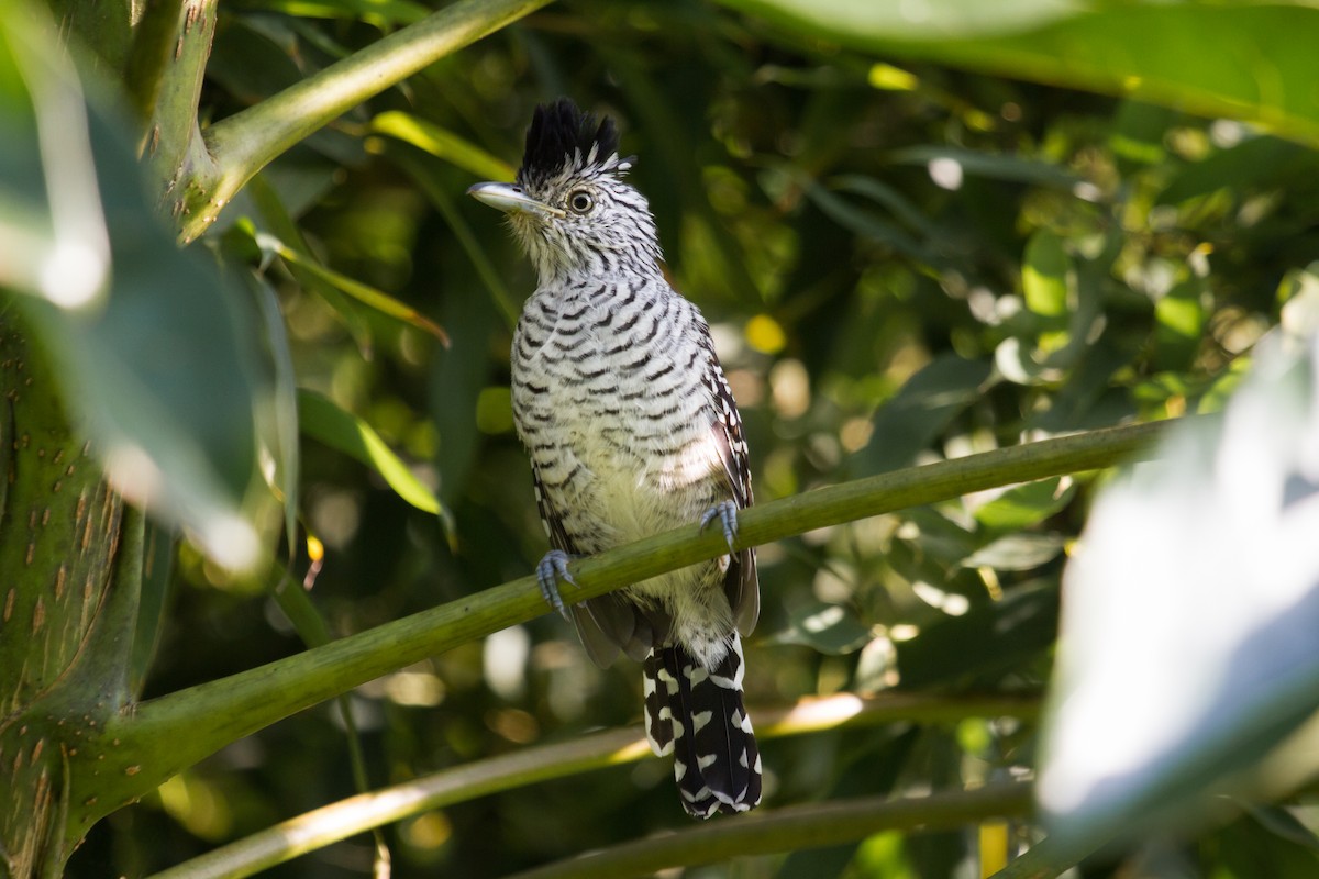 Barred Antshrike - ML222978931