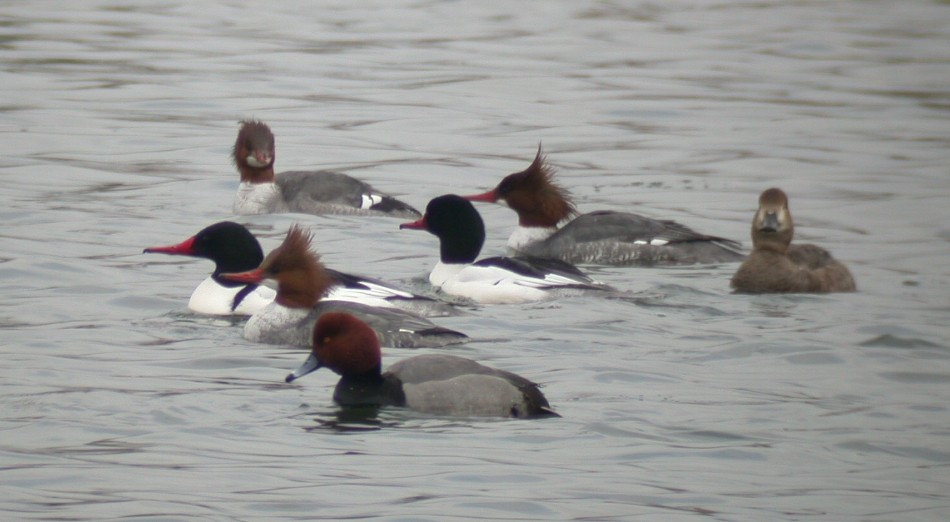 Common Merganser - ML222981031